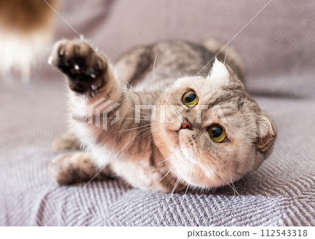 cute gray scottish fold enjoys relaxing lying on gray sofa cute gray scottish fold enjoys relaxing lying on gray sofa 112543318