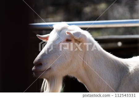 A goat that takes a face out of the fence 112543331