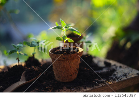 spring planting,young tree in a planting pot 112543387