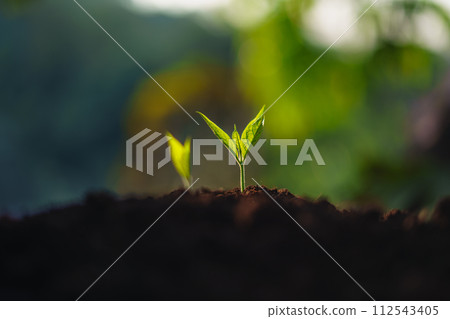 Young trees are sprouting and growing on the ground. 112543405