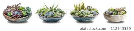 AI-generated content. Selection of succulent flowers in ceramic bowls AI-generated content. Selection of succulent flowers in ceramic bowls 112543529