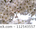 Cherry blossoms on the verge of falling from the branches 112543557