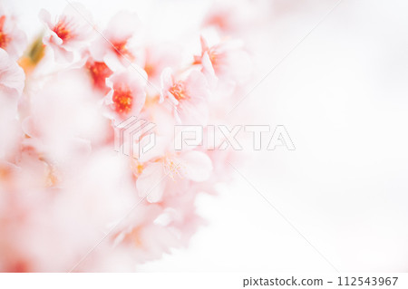 Cherry blossoms in full bloom on a white background 112543967
