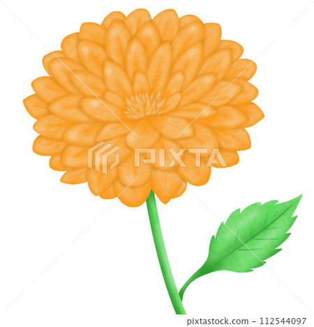 flower yellow gerbera flower isolated on white 112544097