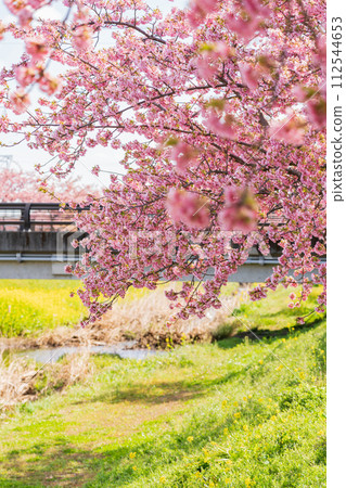 春天的西小瀨川、河津櫻花盛開(愛知縣豐川市) 春天的西小瀨川、河津櫻花盛開(愛知縣豐川市) 112544653