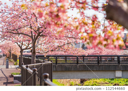春天的西小瀨川、河津櫻花盛開(愛知縣豐川市) 春天的西小瀨川、河津櫻花盛開(愛知縣豐川市) 112544660