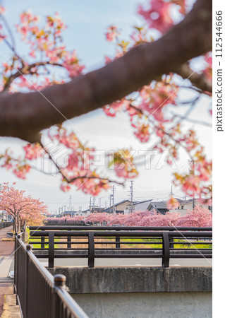 春天的西小瀨川、河津櫻花盛開(愛知縣豐川市) 春天的西小瀨川、河津櫻花盛開(愛知縣豐川市) 112544666