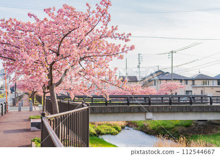 春天的西小瀨川、河津櫻花盛開(愛知縣豐川市) 春天的西小瀨川、河津櫻花盛開(愛知縣豐川市) 112544667