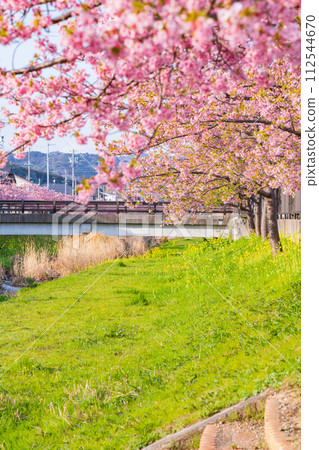 春天的西小瀨川、河津櫻花盛開(愛知縣豐川市) 春天的西小瀨川、河津櫻花盛開(愛知縣豐川市) 112544670