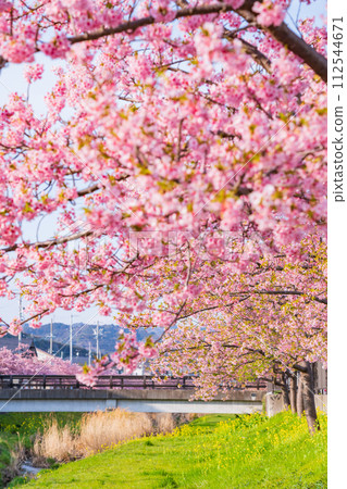 Nishikosegawa River in spring, Kawazu cherry blossoms in full bloom (Toyokawa City, Aichi Prefecture) 112544671