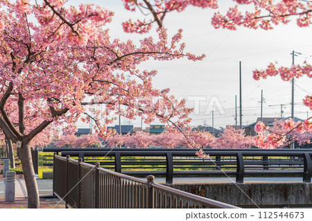 春天的西小瀨川、河津櫻花盛開（愛知縣豐川市） 112544673