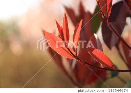 春天的紅葉 112544674