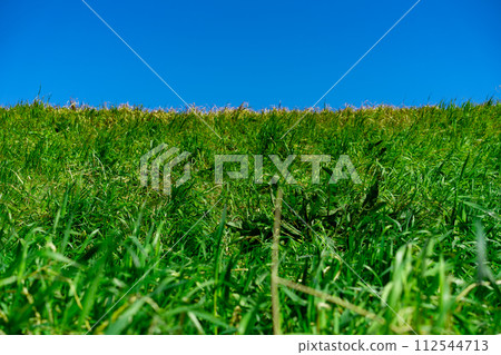 Grass swaying in the blue sky and wind 112544713
