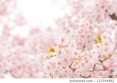 Cherry blossoms/spring image 112544862
