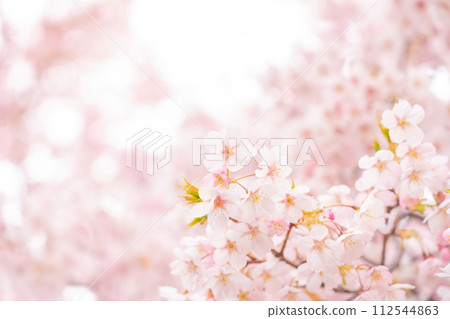 Cherry blossoms/spring image Cherry blossoms/spring image 112544863