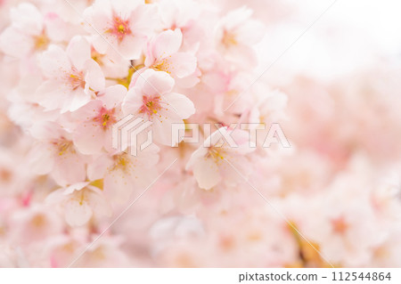 櫻花/春天的形象 112544864
