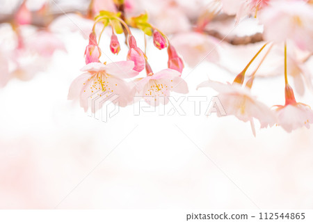 櫻花/春天的形象 112544865