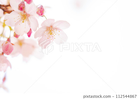 Cherry blossoms/spring image 112544867