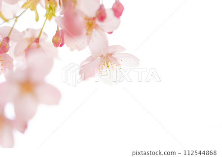 Cherry blossoms/spring image 112544868