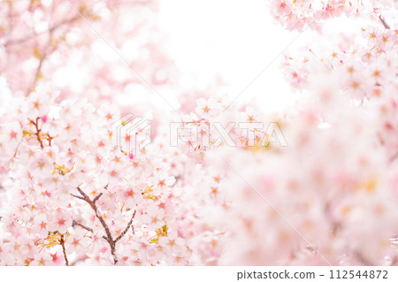 櫻花/春天的形象 112544872