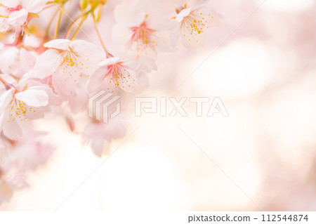 Cherry blossoms/spring image 112544874