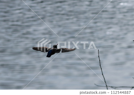 翠鳥飛翔的水面景觀 翠鳥飛翔的水面景觀 112544887