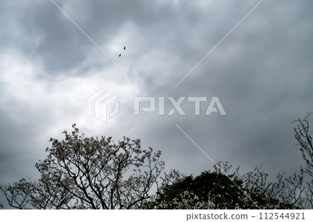 Two kites fly in the gloomy rainy sky 112544921