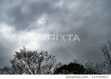 Two kites fly in the gloomy rainy sky 112544923