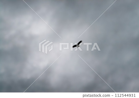 A kite flies in the gloomy rainy sky A kite flies in the gloomy rainy sky 112544931