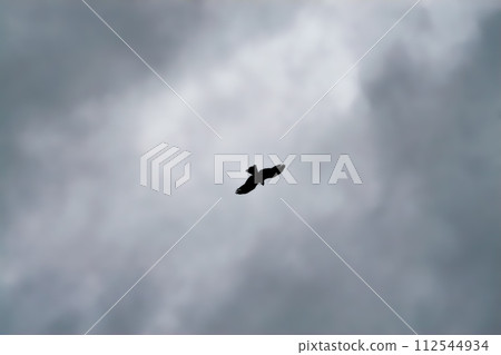 A kite flies in the gloomy rainy sky 112544934