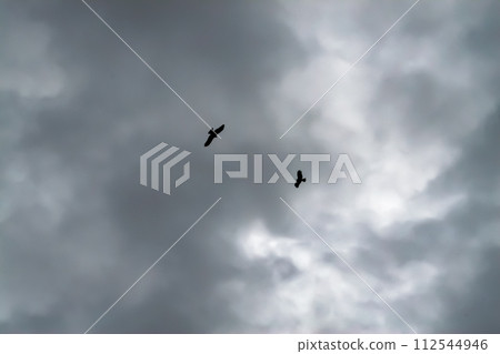 Two kites fly in the gloomy rainy sky Two kites fly in the gloomy rainy sky 112544946