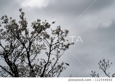 Cherry blossoms and kites on an overcast day 112544956