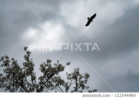 Cherry blossoms and kites on an overcast day 112544960