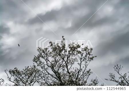 Cherry blossoms and kites on an overcast day 112544965