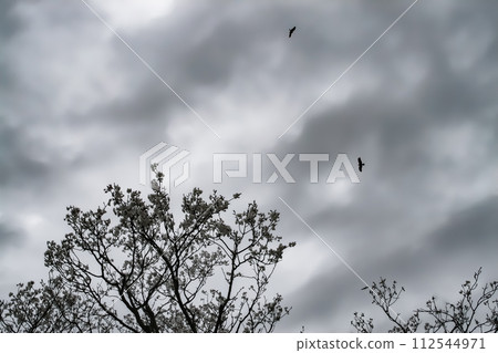 Cherry blossoms and kites on an overcast day 112544971