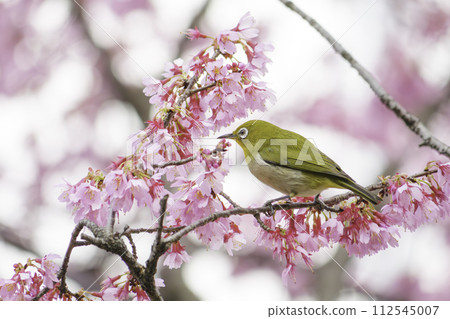 Close-up of a white-eye sucking nectar from early blooming cherry blossoms Close-up of a white-eye sucking nectar from early blooming cherry blossoms 112545007