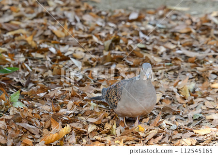 Turtledove Turtledove 112545165