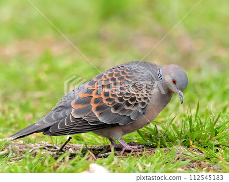 Turtledove  112545183