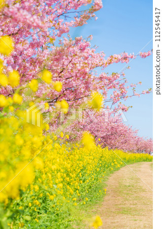 Spring image of cherry blossoms and rape blossoms in full bloom Spring image of cherry blossoms and rape blossoms in full bloom 112545417