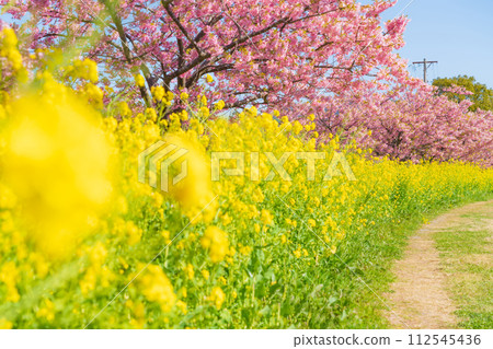 櫻花和油菜花盛開的春天形象 112545436