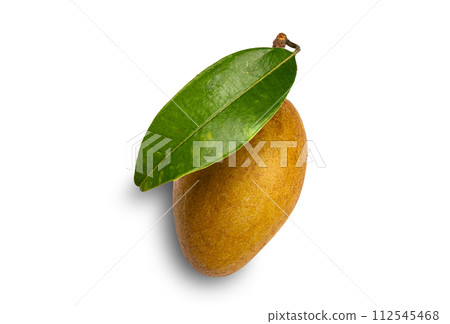 Singleripe sapodilla fruits, Manilkara zapota with green leaf. 112545468