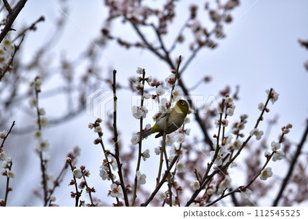 Spring scenery of white-eye and plum blossoms Spring scenery of white-eye and plum blossoms 112545525