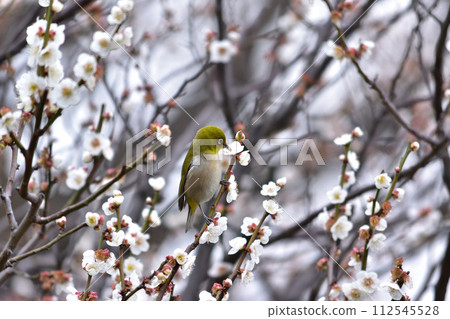 Spring scenery of white-eye and plum blossoms Spring scenery of white-eye and plum blossoms 112545528