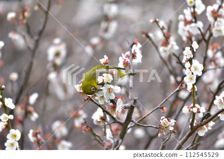 Spring scenery of white-eye and plum blossoms Spring scenery of white-eye and plum blossoms 112545529