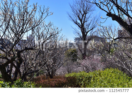 世田谷羽木公園的梅花和世田谷的街景 世田谷羽木公園的梅花和世田谷的街景 112545777