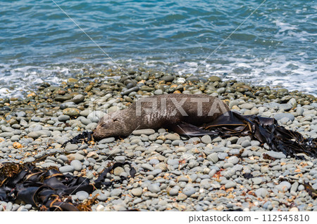 紐西蘭海岸的野生海獅 112545810