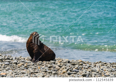 紐西蘭海岸的野生海獅 紐西蘭海岸的野生海獅 112545839
