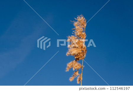 Golden Reed Dancing Gracefully Under the Blue Sky. Golden Reed Dancing Gracefully Under the Blue Sky. 112546197