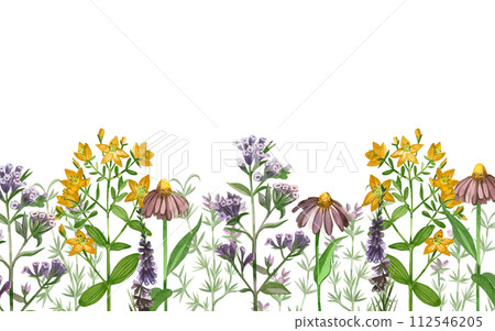 Watercolor illustration. Border of flowers and meadow grasses chamomile, lungwort grass, hypericaceae, heather oregano drawn in colored watercolor by hand. For printing on books, textiles, design. 112546205