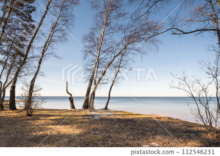 Tranquil Lakeside View with Tall Trees and Clear Sky 112546231